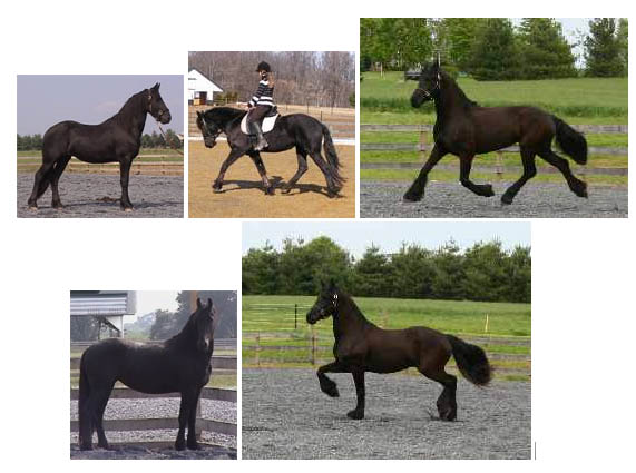 Friesians For Sale (Mares)